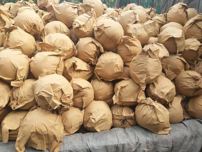 [圓黃梨批發(fā)] 元黃梨,9O以上,預(yù)售價(jià)格1.8元/斤 5000斤起批